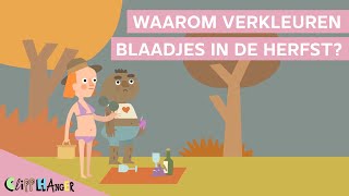 Waarom verkleuren bladeren in de herfst [upl. by Yslehc437]