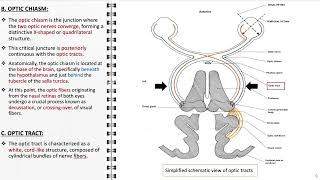 Anatomy of the visual pathway [upl. by Attener]