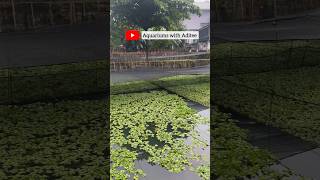 Arowana Fish Farm Visit  Arowana Breeding Farm In Indonesia  Fish Farm Tour by Blessings Aquarium [upl. by Clerissa]