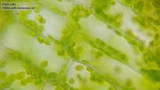 Chloroplasts racing around plant cell walls  1000x [upl. by Zennie]