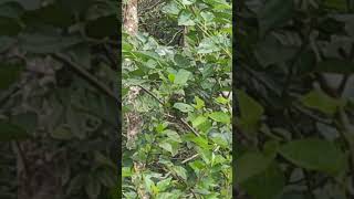 white cheeked barbet kutturuvan eating mulberries [upl. by Seroled]