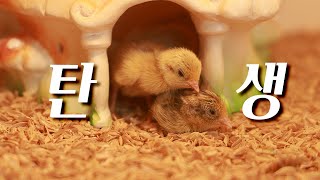 미메 EP10 알에서 메추리 사남매 나옴 ㅋ [upl. by Hcaz896]