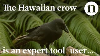 Endangered crow is expert tooluser [upl. by Fennie]