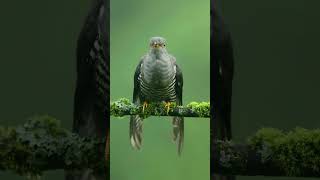 Bird Wildlife  Beautiful Bird  Animal 4k shorts [upl. by Genesia]