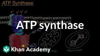 ATP synthase  Cellular energetics  AP Biology  Khan Academy [upl. by Sidonia]