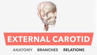 External Carotid Artery  Anatomy Branches amp Relations [upl. by Aikan]