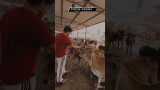 fatehabad gaushala animalfarming farming gaushalla cattlefarming funny goushala livestock [upl. by Celie626]