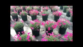 Best Flowering Perennials  Dwarf Garden Pink  Dianthus Neon Star [upl. by Nerte]