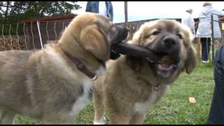 Von Wölfen und Lämmern  das Herdenschutzhundzentrum Reetzerhütten [upl. by Whiffen]