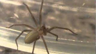 Brown Recluse Charges at my Camcorder [upl. by Ohara161]