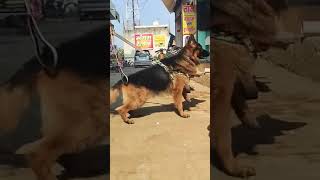 Aggressive gsd shorts shortvideo germanshepherd gsdlovers protectivedog gsdtraining guarddog [upl. by Aivekal]