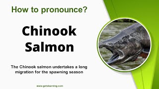 How to pronounce Chinook Salmon Correctly in English [upl. by Mufinella]