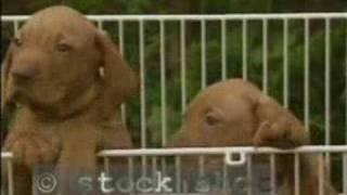 Vizsla dog amp puppies [upl. by Verile381]