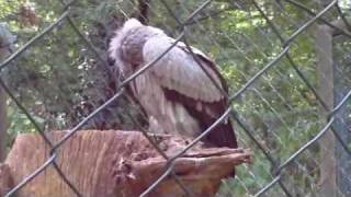 Harpyie Birds Zoo Nuernberg [upl. by Odiug]