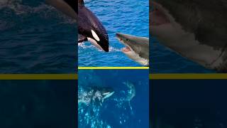 Killer Whales Epic Takedown of a Great White Shark 🦈 shark orca killerwhales [upl. by Ardnal]