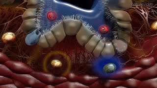 Immunology of the Lung [upl. by Nerdna]