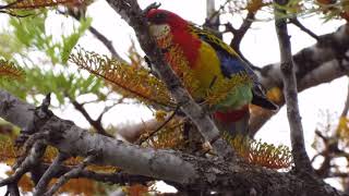 Eastern Rosella Singing I Eastern Rosella Call I Australian Native Bird [upl. by Renmus282]