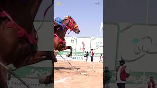 Beauty Of Sultan International Tent Pegging Tournament 2023  Lance amp Pegg  Beautiful Horses Show [upl. by Yrocal]