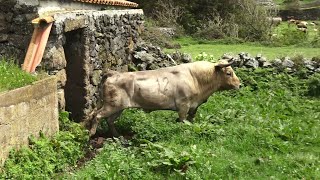 Ganadaria Dédalo Ribeiro Silva  Ilha Terceira  Açores [upl. by Frasquito35]