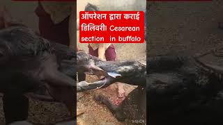 Dystocia l Difficulty in birth l cesarean section in buffalo l dr Umar khan [upl. by Aitat]