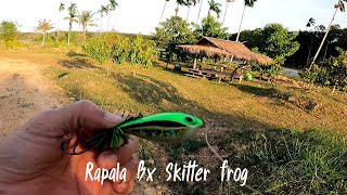 ตี​ปลา​ด้วยเหยื่อ​กบกระโดด​ Rapala​ bx​ skitter​ frog​ [upl. by Arly]