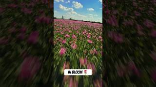 In bloom 🌷 🎥 xviewstudio fpv drone cinematic flowers [upl. by Notlimah959]