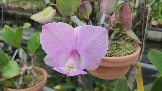 Cattleya nobilior varamaliae MCstriata Mascaras [upl. by Stiles]