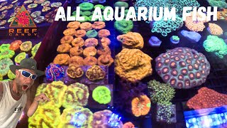 Buying NEW 😍 CORALS 🪸 for my SALTWATERPOND from ALL AQUARIUM FISH aka REEF CANDY 🤙🏽 SWS reefer [upl. by Rizas]