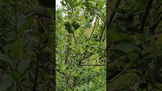 Thornless  Seedles Lemon Plant our farm🍋🍋🍋🌿 മുള്ളില്ലാ നാരങ്ങ [upl. by Pelagias]