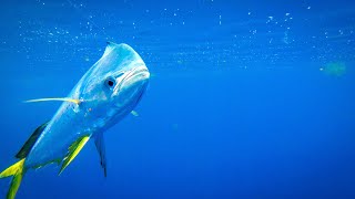 CRAZY Mahi Mahi Bite While Offshore Fishing in Louisiana [upl. by Netram]