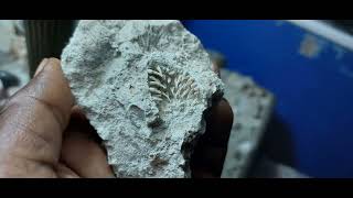 MARINE FOSSILS FROM TECTONICALLY UPLIFTED CAROL REEF [upl. by Animar]