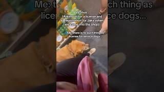 Service dog get denied but turns GOOD servicedog dog dogtraining youtubeshorts shorts [upl. by Eical]