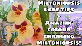 Miltoniopsis Care Tips for Warm Environments  Introducing a Colour Changing Miltoniopsis [upl. by Schlenger]