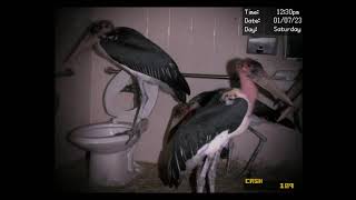 Pelicans in Disabled bathroom vending machine Dayshift at Freddys 3 [upl. by Ursa]