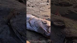 Another rare ‘doomsday fish’ discovered off Southern California coast [upl. by Atwater468]