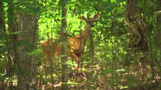 Unbridled Spirit  Kentucky State Parks Foundation [upl. by Noxas]