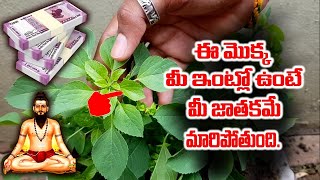 ఈ మొక్క మీ ఇంట్లో ఉంటే మీ జాతకమే మారిపోతుంది  kuppintakuacalypha indica plant uses in telugu [upl. by Kcire]