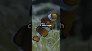 Discover the Clownfish and Anemone’s Symbiotic Relationship [upl. by Notsuoh941]