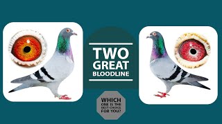 Two Extreme Long Distance Racing Pigeons For Sale In Pipa Pigeon Auctions [upl. by Diella]