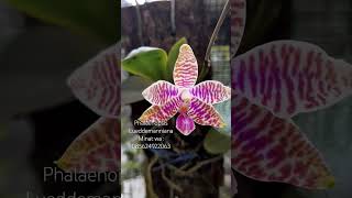 Phalaenopsis Lueddemanniana anggrek flowers shorts [upl. by Winnick]