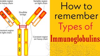 Immunoglobulins Types  Mnemonic  Medico Darshil  How to remember types of immunoglobulins [upl. by Nirol402]