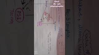 Light reaction  non cyclic photophosphorylation class11biology photosynthesisinhigherplants neet [upl. by Eniamsaj]