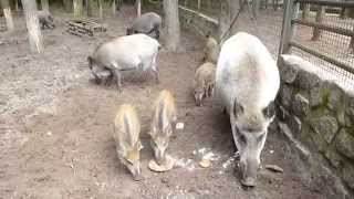 Wildschweine futtern Teil 2 im Tier  u FreizeitparkGermendorf [upl. by Sikras]