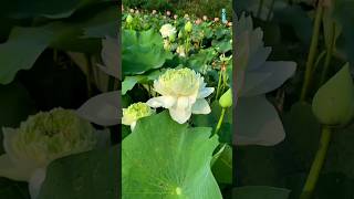 white lotus flower ❤️ good morning ❤️lotusflower flowers morning [upl. by Phyllida954]