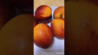 Nectarine fruit [upl. by Clotilda]