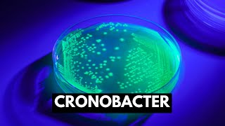 Cronobacter Causes Signs and Symptoms Diagnosis and Treatment [upl. by Tortosa149]