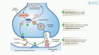 acetylcholinesterase English  Medical terminology for medical students [upl. by Botti]