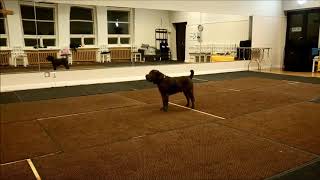 Shar pei obedience training [upl. by Cherlyn]