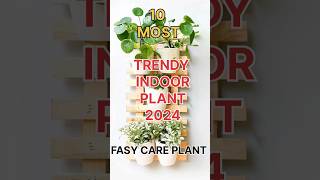 most trendy indoor plants 2024  online buy indoor plants shorts plants garden [upl. by Mirilla]