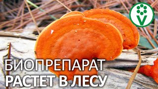 НЕ ПОКУПАЙТЕ ТРИХОДЕРМУ Дорогой биопрепарат который можно собрать в лесу [upl. by Gomar]